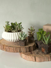 suculentas-cactus-regalos-para-mujer-regalo-para-hombres-cuidados-de-suculentas-decoracion-para-oficinas-siembra-suculentas-maceta-en-ceramica-habibi-plantitas_2e4b4bc9-8b3e-45c9-a092-4d12320c81e3.jpg